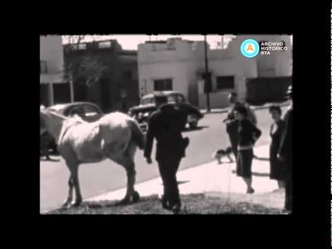 Policía en sidecar rescata caballo abandonado, 1960
